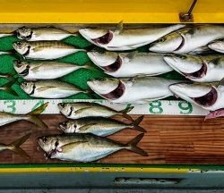 火遠理丸(ほおりまる) 釣果