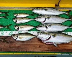 火遠理丸(ほおりまる) 釣果