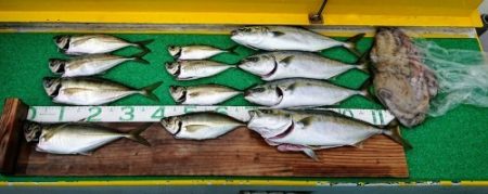 火遠理丸(ほおりまる) 釣果