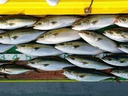 火遠理丸(ほおりまる) 釣果