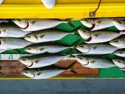 火遠理丸(ほおりまる) 釣果