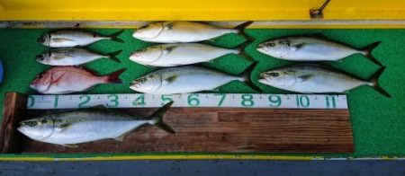 火遠理丸(ほおりまる) 釣果