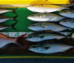 火遠理丸(ほおりまる) 釣果