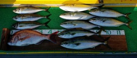 火遠理丸(ほおりまる) 釣果