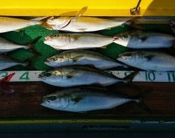 火遠理丸(ほおりまる) 釣果