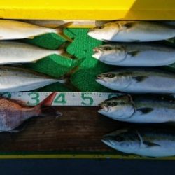 火遠理丸(ほおりまる) 釣果