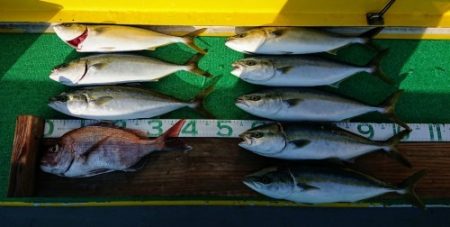 火遠理丸(ほおりまる) 釣果