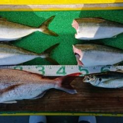 火遠理丸(ほおりまる) 釣果