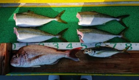 火遠理丸(ほおりまる) 釣果