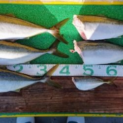 火遠理丸(ほおりまる) 釣果