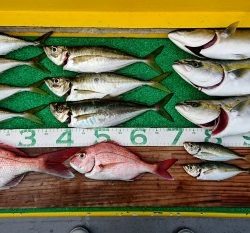 火遠理丸(ほおりまる) 釣果