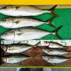 火遠理丸(ほおりまる) 釣果