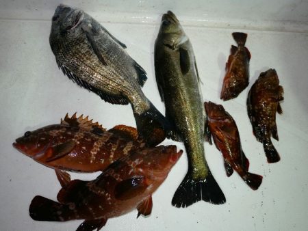 TOPGUN名古屋 釣果