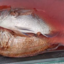 遊漁船 新鋭丸 釣果