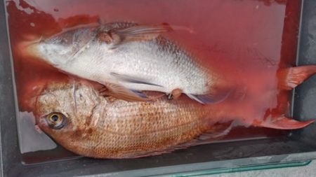 遊漁船 新鋭丸 釣果