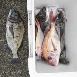 筏マルキ 釣果
