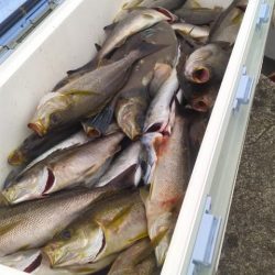 愛丸 釣果