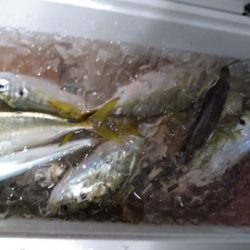 遊漁船 新鋭丸 釣果