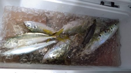 遊漁船 新鋭丸 釣果