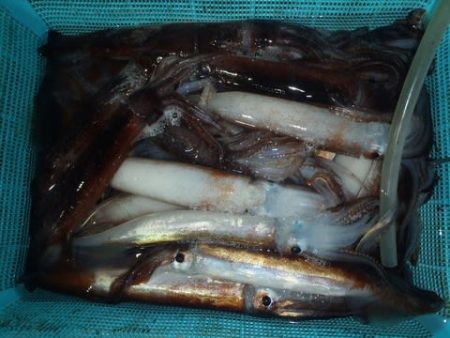 第二むつ漁丸 釣果