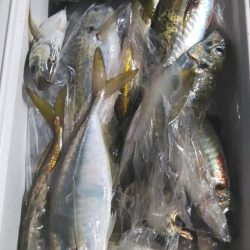 遊漁船 新鋭丸 釣果