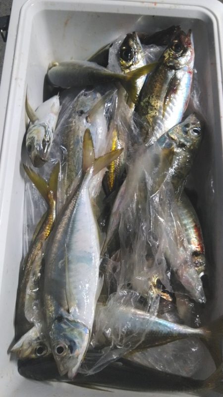 遊漁船 新鋭丸 釣果