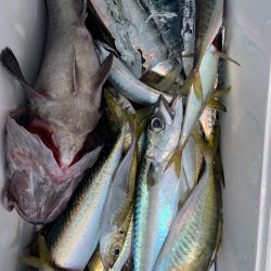 宝昌丸 釣果