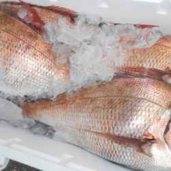 こうゆう丸 釣果