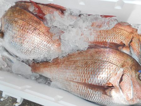 こうゆう丸 釣果