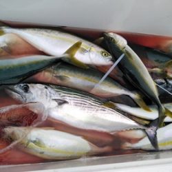 遊漁船 新鋭丸 釣果