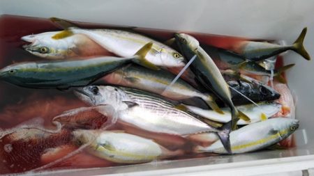 遊漁船 新鋭丸 釣果