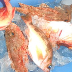 こうゆう丸 釣果