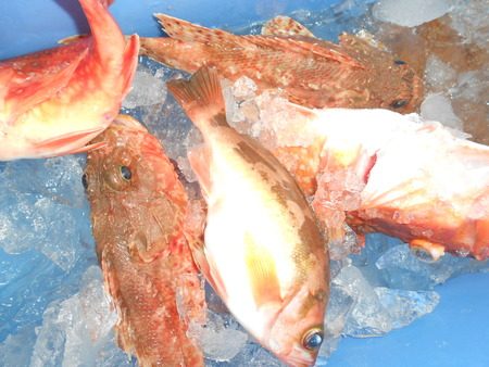 こうゆう丸 釣果