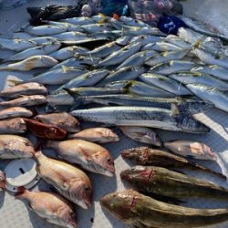 ミタチ丸 釣果