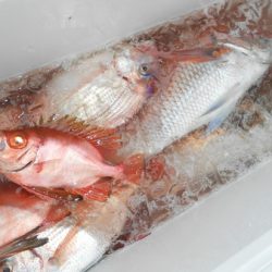 こうゆう丸 釣果