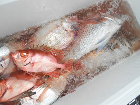 こうゆう丸 釣果