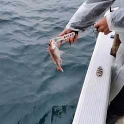 遊漁船 ニライカナイ 釣果