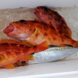 遊漁船 新鋭丸 釣果