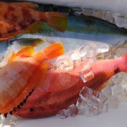 遊漁船 新鋭丸 釣果