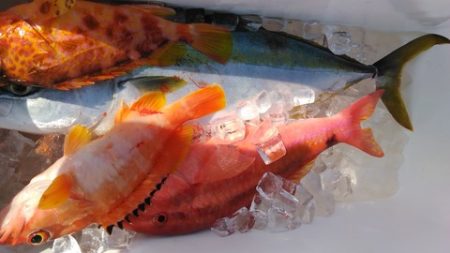 遊漁船 新鋭丸 釣果