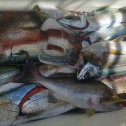 第五慶門丸 釣果