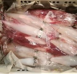 松福丸 釣果