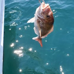 遊漁船 ニライカナイ 釣果