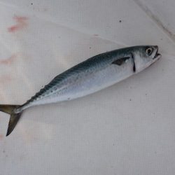 開進丸 釣果