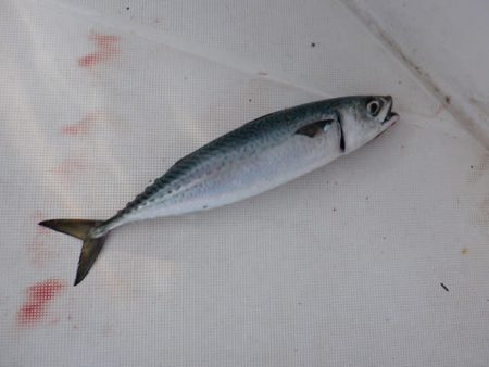 開進丸 釣果