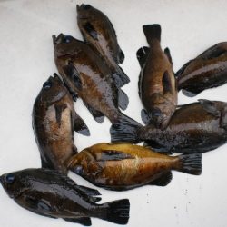 TOPGUN名古屋 釣果