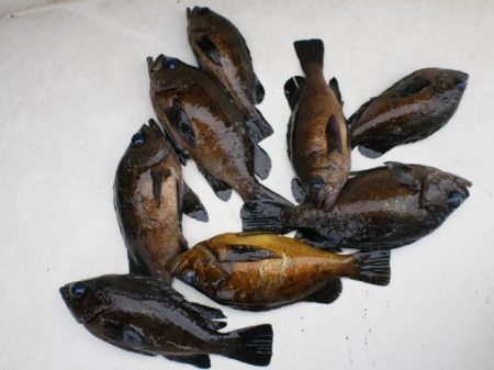 TOPGUN名古屋 釣果