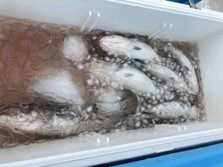 龍宮丸 釣果