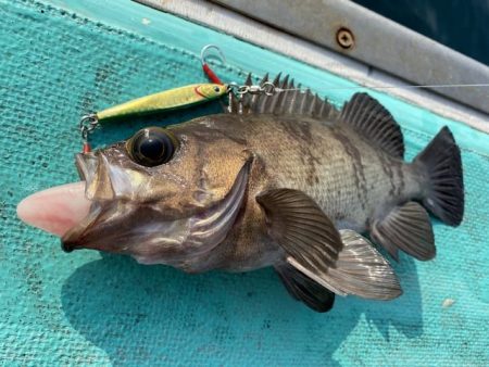 広進丸 釣果