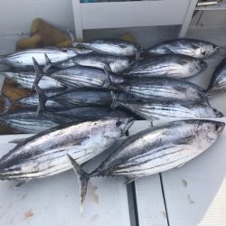 まると屋 釣果